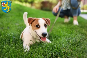 Mehr über den Artikel erfahren Jack Russell Züchter und Welpen in Taunusstein