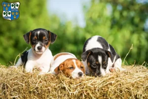 Mehr über den Artikel erfahren Jack Russell Züchter und Welpen am Tegernsee