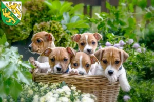 Mehr über den Artikel erfahren Jack Russell Züchter und Welpen in Thurgau