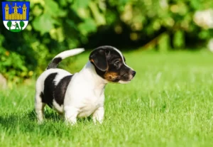 Mehr über den Artikel erfahren Jack Russell Züchter und Welpen in Tirschenreuth
