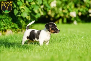 Mehr über den Artikel erfahren Jack Russell Züchter und Welpen in Traunstein