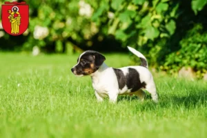 Mehr über den Artikel erfahren Jack Russell Züchter und Welpen in Trier