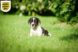 Mehr über den Artikel erfahren Jack Russell Züchter und Welpen in Tuttlingen