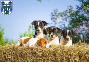 Mehr über den Artikel erfahren Jack Russell Züchter und Welpen in Uelzen