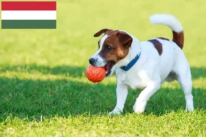 Mehr über den Artikel erfahren Jack Russell Züchter und Welpen in Ungarn
