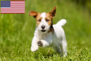 Mehr über den Artikel erfahren Jack Russell Züchter und Welpen in den USA