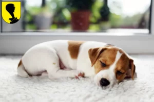 Mehr über den Artikel erfahren Jack Russell Züchter und Welpen in Villach