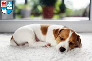 Mehr über den Artikel erfahren Jack Russell Züchter und Welpen in Villingen-Schwenningen