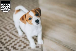 Mehr über den Artikel erfahren Jack Russell Züchter und Welpen in Waiblingen