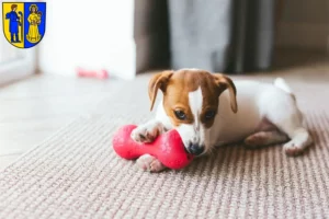 Mehr über den Artikel erfahren Jack Russell Züchter und Welpen in Waldshut-Tiengen