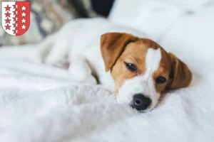 Mehr über den Artikel erfahren Jack Russell Züchter und Welpen aus dem Wallis