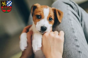 Mehr über den Artikel erfahren Jack Russell Züchter und Welpen in Weiden in der Oberpfalz