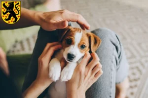 Mehr über den Artikel erfahren Jack Russell Züchter und Welpen in Weimar