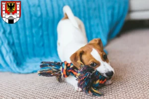 Mehr über den Artikel erfahren Jack Russell Züchter und Welpen in Weißenburg in Bayern