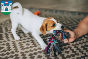 Mehr über den Artikel erfahren Jack Russell Züchter und Welpen in Wels