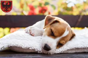 Mehr über den Artikel erfahren Jack Russell Züchter und Welpen in Wetzlar