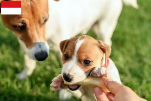 Mehr über den Artikel erfahren Jack Russell Züchter und Welpen in Wien
