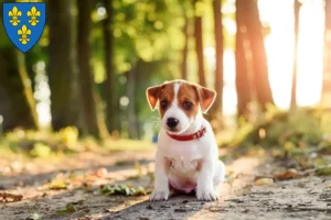 Mehr über den Artikel erfahren Jack Russell Züchter und Welpen in Wiesbaden
