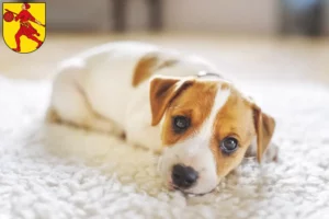 Mehr über den Artikel erfahren Jack Russell Züchter und Welpen in Wilhelmshaven