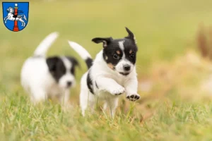 Mehr über den Artikel erfahren Jack Russell Züchter und Welpen in Wolfenbüttel