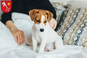 Mehr über den Artikel erfahren Jack Russell Züchter und Welpen in Worms