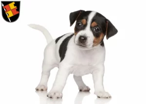 Mehr über den Artikel erfahren Jack Russell Züchter und Welpen in Würzburg