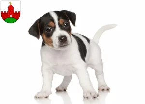 Mehr über den Artikel erfahren Jack Russell Züchter und Welpen in Zirndorf