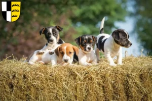 Mehr über den Artikel erfahren Jack Russell Züchter und Welpen im Zollernalbkreis