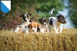 Mehr über den Artikel erfahren Jack Russell Züchter und Welpen in Zürich