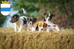 Mehr über den Artikel erfahren Jack Russell Züchter und Welpen in Zug