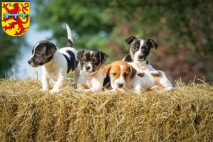 Mehr über den Artikel erfahren Jack Russell Züchter und Welpen in Zweibrücken