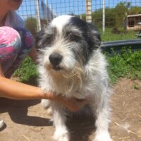 🍀🎉Zuhause gefunden!🎉🍀Hündin Margi sucht Kuschelkörbchen