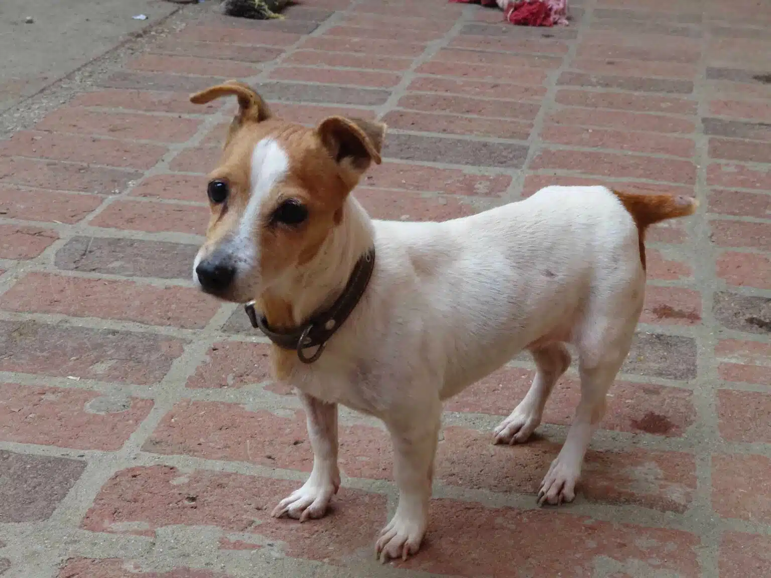 Jack Russell Krankheiten - JackRussell.de
