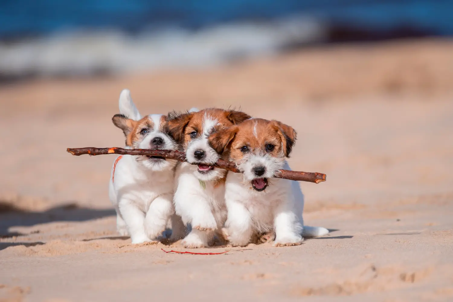 Einen Jack Russell Welpen zu kaufen, bedeutet Verantwortung zu übernehmen! Jack Russell Welpen kaufen.