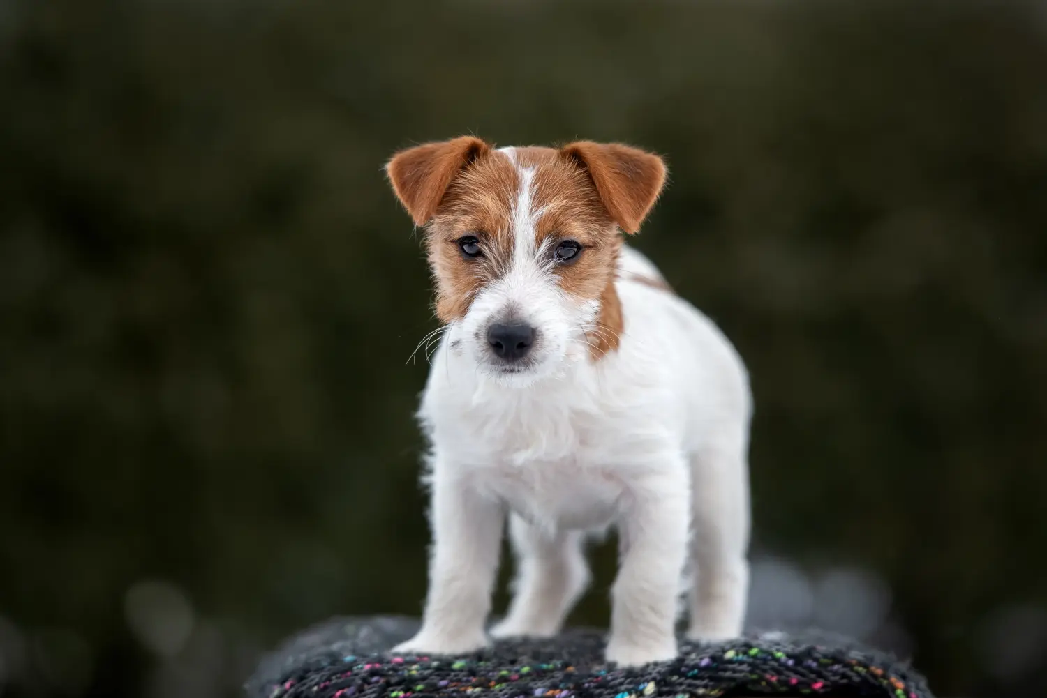 Einen Jack Russell Welpen zu kaufen, bedeutet Verantwortung zu übernehmen! Jack Russell Welpen kaufen.