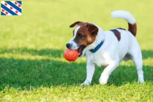 Mehr über den Artikel erfahren Jack Russell Züchter und Welpen in Friesland