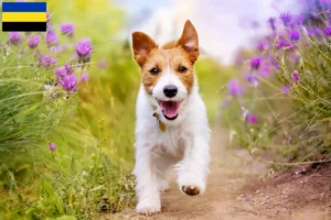 Mehr über den Artikel erfahren Jack Russell Züchter und Welpen in Gelderland