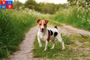 Mehr über den Artikel erfahren Jack Russell Züchter und Welpen in Hradec Králové