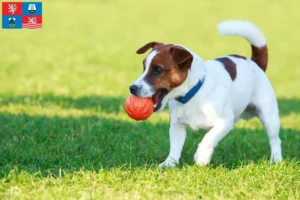 Mehr über den Artikel erfahren Jack Russell Züchter und Welpen in Karlsbad
