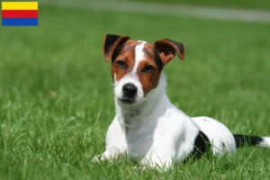 Mehr über den Artikel erfahren Jack Russell Züchter und Welpen in Nordholland