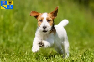 Mehr über den Artikel erfahren Jack Russell Züchter und Welpen in Olmütz
