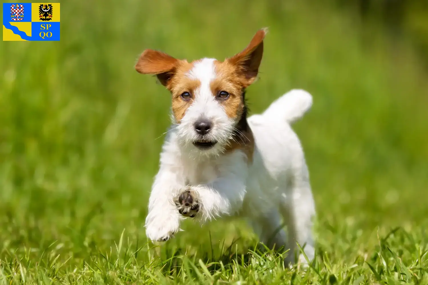 Mehr über den Artikel erfahren Jack Russell Züchter und Welpen in Olmütz