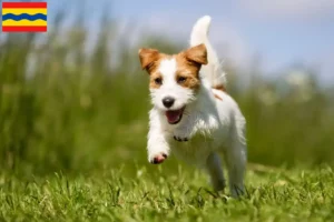 Mehr über den Artikel erfahren Jack Russell Züchter und Welpen in Overijssel