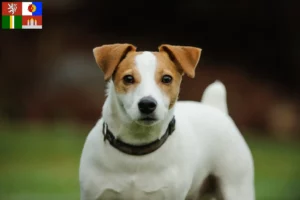 Mehr über den Artikel erfahren Jack Russell Züchter und Welpen in Südböhmen