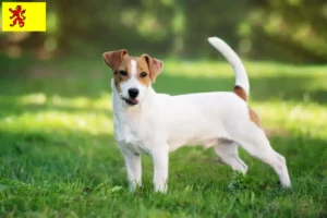 Mehr über den Artikel erfahren Jack Russell Züchter und Welpen in Südholland