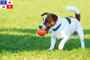 Mehr über den Artikel erfahren Jack Russell Züchter und Welpen in Vysočina