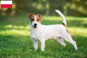 Mehr über den Artikel erfahren Jack Russell Züchter und Welpen in Polen