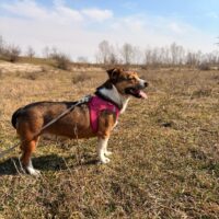 Minka, Hündin, kastriert, geb März 2020, ca 32 cm - mit Video