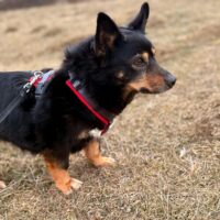 🍀🎉RESERVIERT🎉🍀Ilana, Hündin, kastriert, geb Juni 2014, ca 36 cm (mit VIDEO) - sucht noch!!!