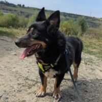 Ilana, Hündin, kastriert, geb Juni 2014, ca 36 cm (mit VIDEO) - sucht noch!!!